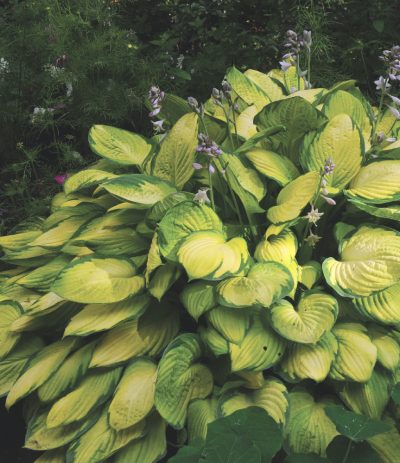 'Gold Standard' Plantain Lily