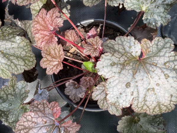 Heucherella 'Black Olive'