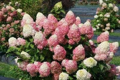 Hydrangea paniculata 'Quick Fire Fab' PW