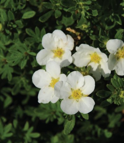 McKay's White Potentilla
