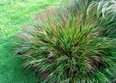 Japanese Forest Grass
