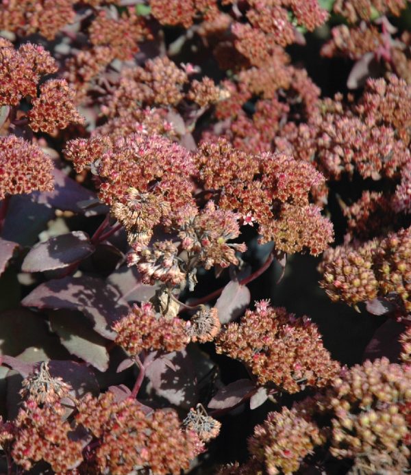 Orpin 'Purple Emperor'