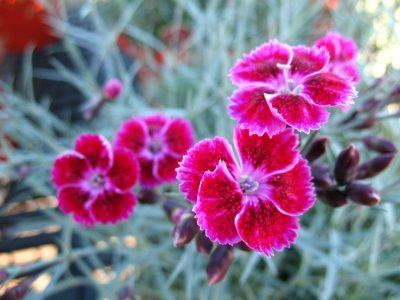 Œillet 'Sangria Splash'