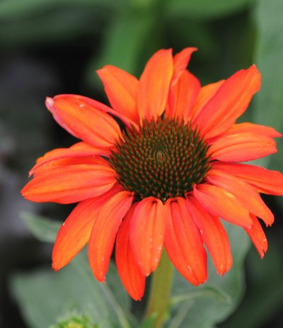 Echinacea