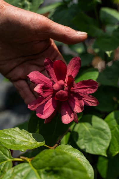Calycanthus xraulstonii 'Hartlage Wine'