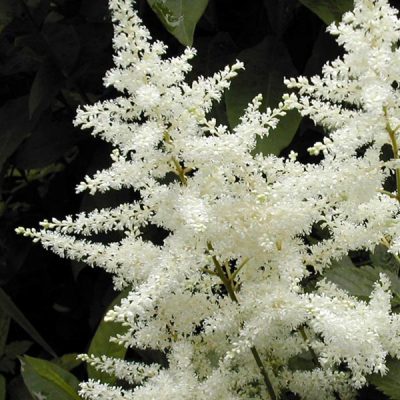 Astilbe chinensis 'Vision in White'