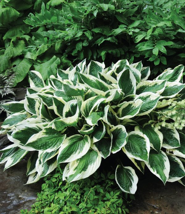 Hosta 'Patriot'