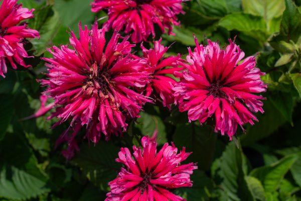 Monarda 'Marshall's Delight'