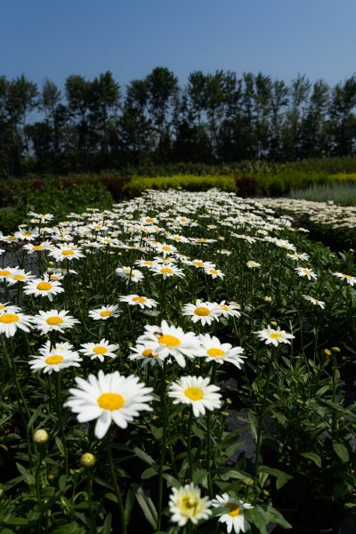 Leucanthemum superbum 'Becky'