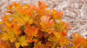 Physocarpus opulifolius 'Amber Jubilee'