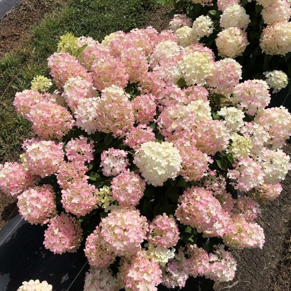 Hydrangea paniculata 'Firelight Tidbit' PW