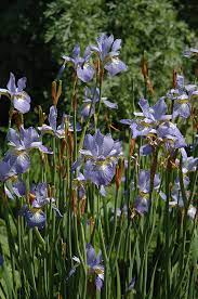 Iris sibirica 'Gatineau'