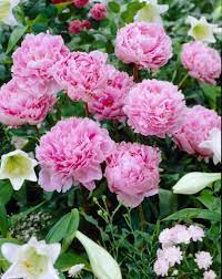 Paeonia lactiflora 'Sarah Bernhardt'