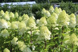 Hydrangea paniculata 'Limelight Prime' PW