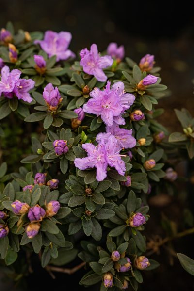 Rhododendron Purple Gem