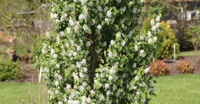 Amelanchier Alnifolia 'Obelisk'