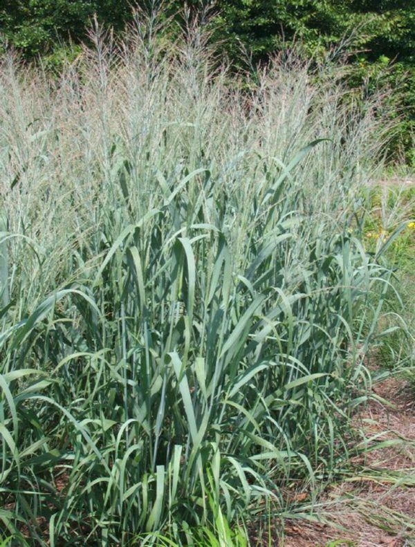 Panicum virgatum 'Dallas Blues'