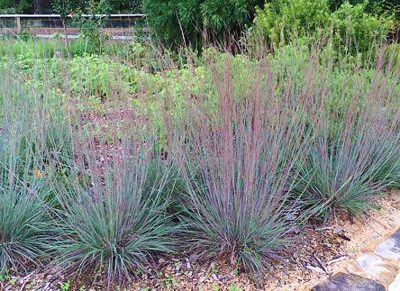 Little Bluestem