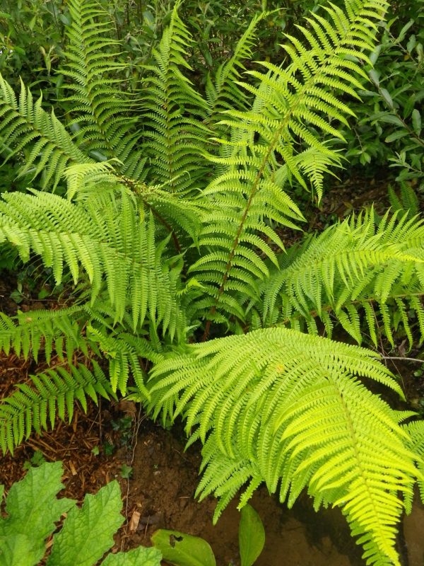 Dryopteris filix-mas