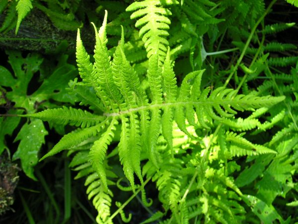 Thélyptère de New-York