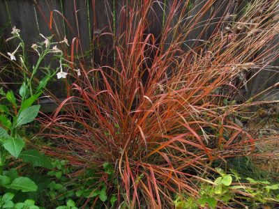 Andropogon gerardii 'Indian Warrior'