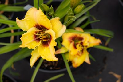 Hemerocallis Clown Charm