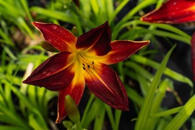 Daylily