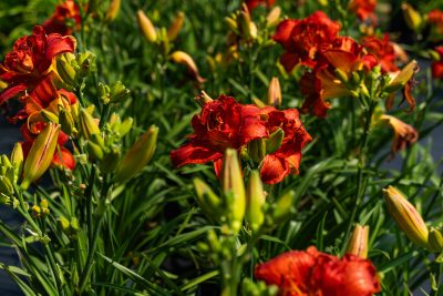 Hemerocallis 'Mose's Fire'