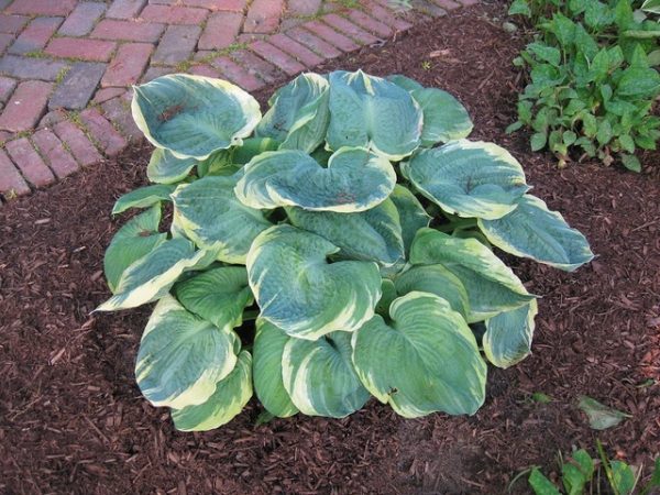 Hosta Pizzazz