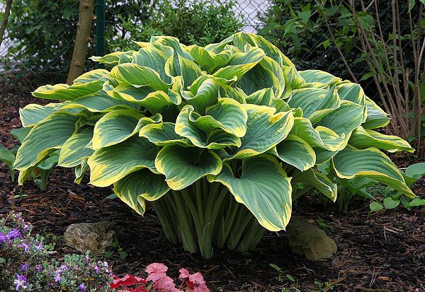 Hosta fluctuans 'Sagae'