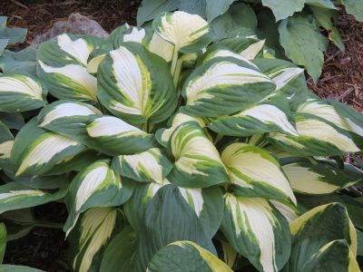 Yellow River Hosta