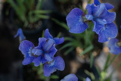 Iris sibirica 'Percheron'