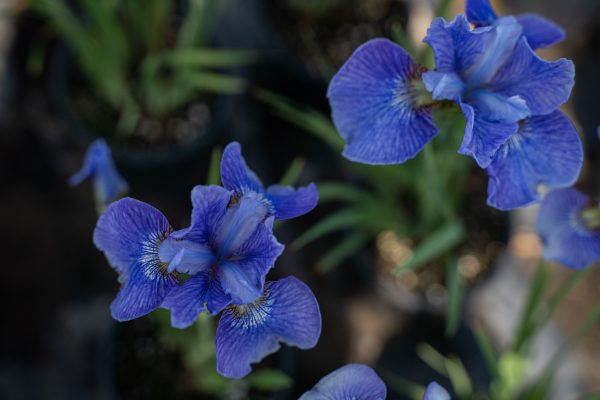 Iris sibirica 'Percheron'