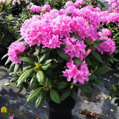 Rhododendron 'English Roseum'