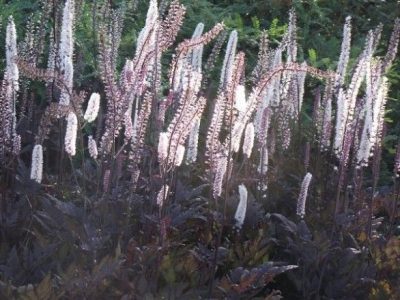 Cimicifuga 'Pink Spire'