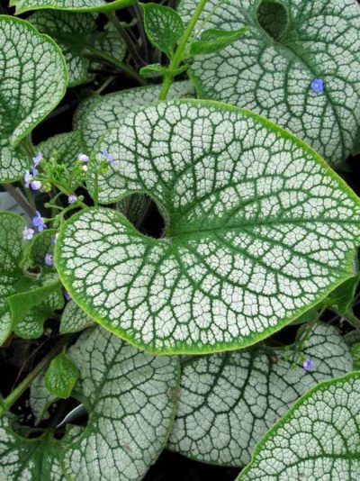 Brunnera ' Sea Heart'
