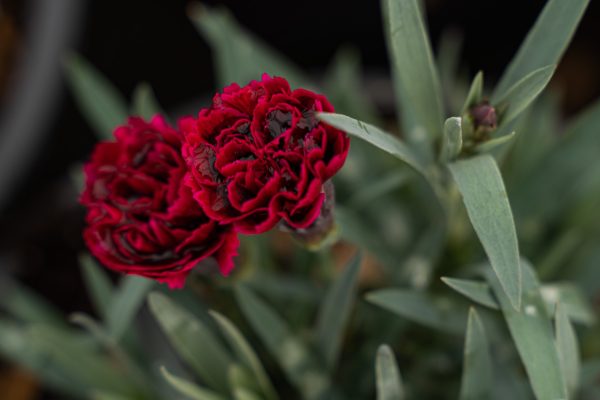 Dianthus odessa 'Red'