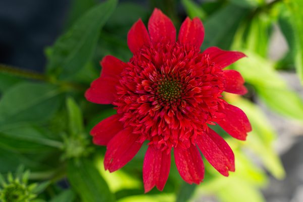 Echinacea purpurea 'Doublescoop Mandarin'
