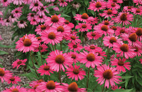 Echinacea purpurea 'Kismet Raspberry'