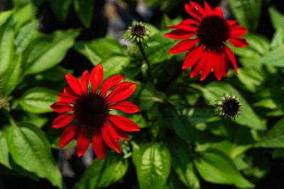 Echinacea 'Sombrero Sangrita'
