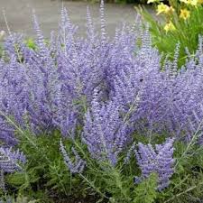 Perovskia atripicifolia 'Crazy Blue'