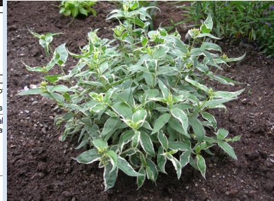 Diervilla Sessilifolia Cool Splash