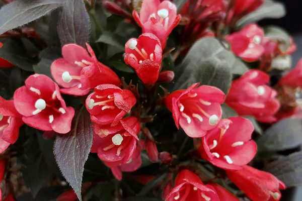Weigela x 'Afterglow' BE