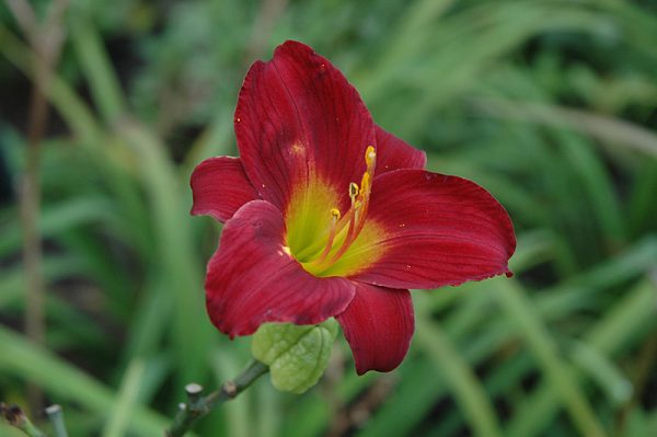 Hemerocallis 'Stella in Red'