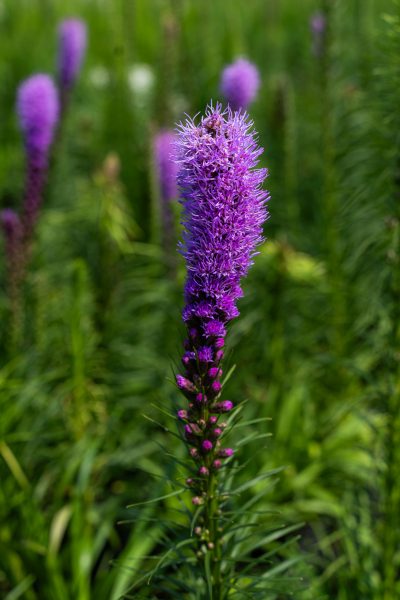 Liatris spicata 'Floristan Violet'