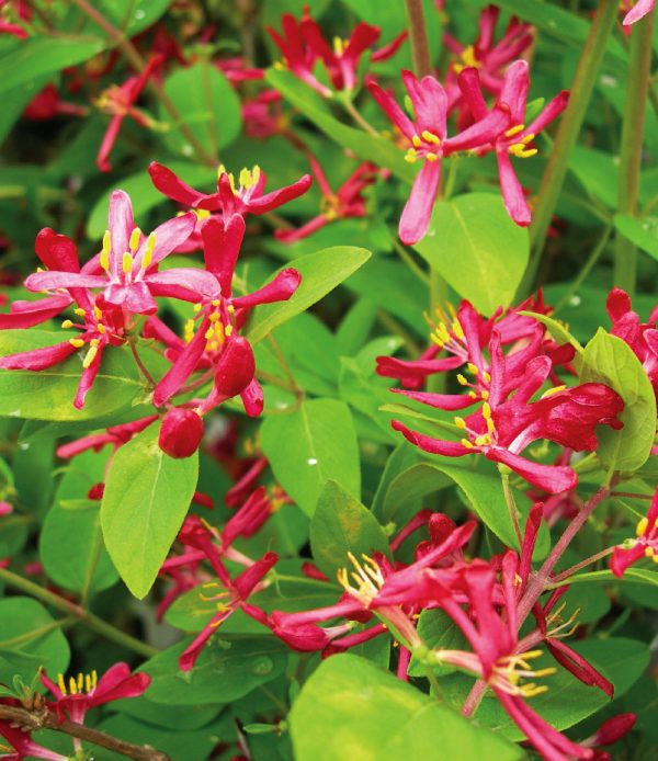 Chèvrefeuille 'Honey Rose'