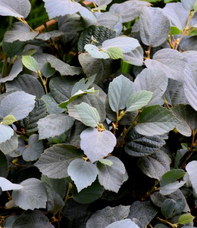 Fothergilla x intermedia 'Blue Shadow'