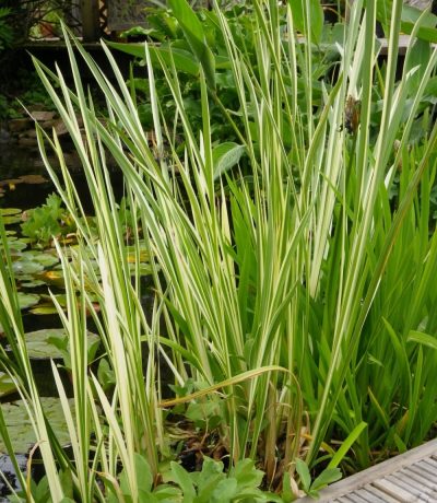 Acore odorant panaché