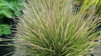 Deschampsia caespitosa 'Northern Light'