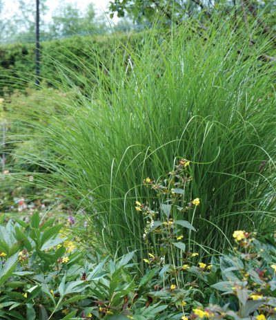 Maiden Grass 'Gracillimus'